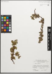 Foto von Salix retusa L.
